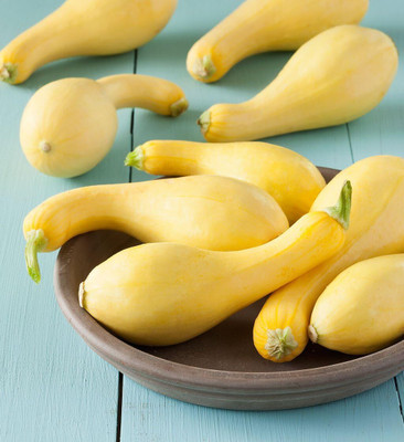 KNESSiN Hybrid Crookneck Yellow Squash Seeds For Planting - (200 Seeds) Seed(200 per packet)