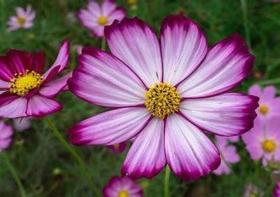 seedkart cosmos mixed winter flower seeds Seed(10 per packet)