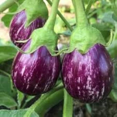 AMAJIT Hybrid Brinjal purple/Black/Begun /Farming|Garden | Bengan | SeedS Seed(40 per packet)