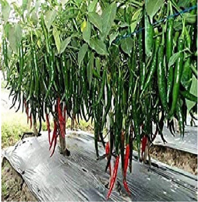 wequality chilli seeds,hybrid hot green chilli seeds,bullet chilli,f1 chilli seeds Seed(65 per packet)