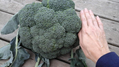 WILLVINE PAU -V Giant Russian Broccoli Seeds [10g] Seed(3000 per packet)