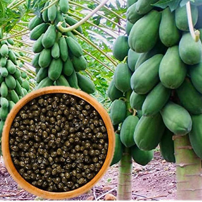 SREE Hybrid Papaya,Red papaya,pepe Seed(185 per packet)