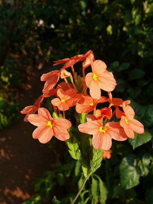 Nak kanakambaram-firecracker-crossandra Seed(26 per packet)