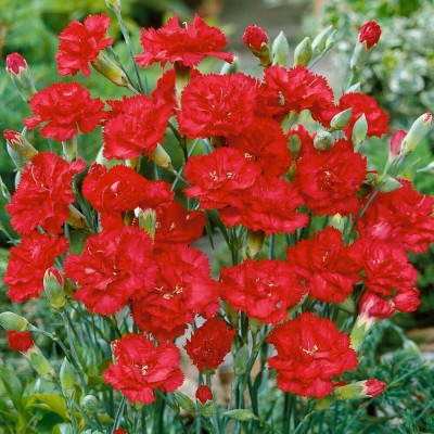 CEZIUS Scarlet Red Carnation Flower Seed(150 per packet)