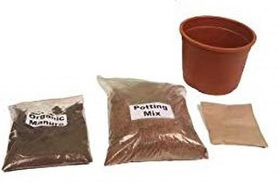 VibeX Jaamun - Grow DIY Gardening Kit Seed(37 per packet)