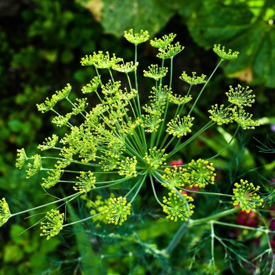 VibeX LX-13 - Dill Dwarf Fernleaf Herb - (250 Seeds) Seed(250 per packet)