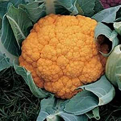 CYBEXIS Yellow Broccoli Cauliflower Seeds2000 Seeds Seed(2000 per packet)