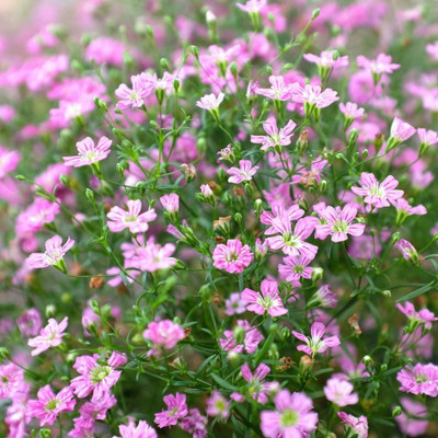 CYBEXIS Mixed Seeds - Gypsophila elegans Seed(50 per packet)