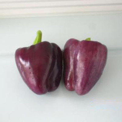 KNESSiN Capsicum Purple Seed(50 per packet)