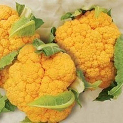 KNESSiN Cauliflower Yellow Seed(1250 per packet)