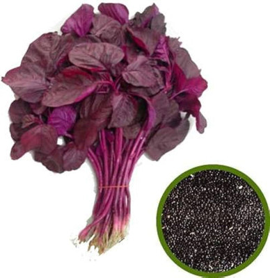 BDSresolve red spinach seed/red spinach seeds 104 Seed(104 per packet)