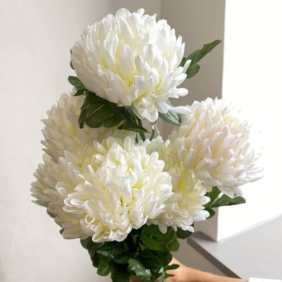 BDSresolve Chrysanthemum white seeds PACK OF 16 Seed(16 per packet)