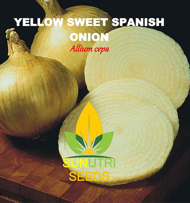 VibeX GBPUT-95 - Onion Yellow Sweet Spanish - (4500 Seeds) Seed(4500 per packet)