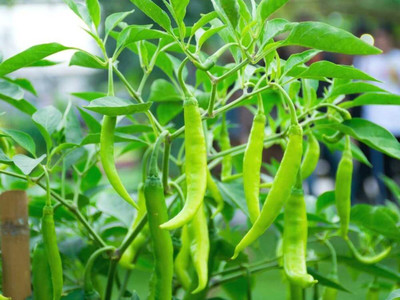 BDSresolve chilli seeds combo Seed(41 per packet)