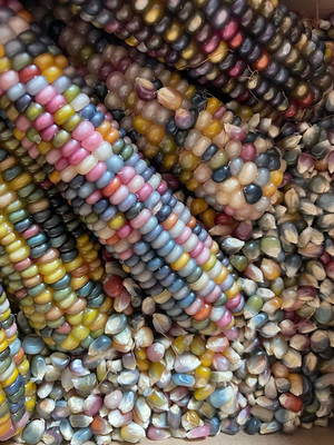 VibeX ® VLR-695 Rainbow GLASS GEM Corn Seed(500 per packet)