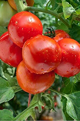 CYBEXIS Nath Amrut-110 Hybrid Tomato2000 Seeds Seed(2000 per packet)