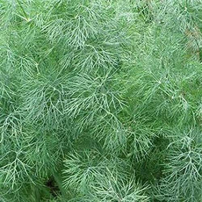 VibeX ® VMR-187 Mammoth Long Island Dill Seed(500 per packet)