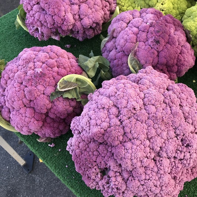 KNESSiN LAX-20 Phoenix Cauliflower Seed(500 per packet)