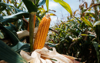 Kodali F1 Hybrid Corn Seeds Pack Of 27 Seed(27 per packet)