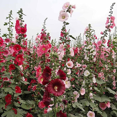 Aywal Hollyhock Double Mix Seed(20 per packet)