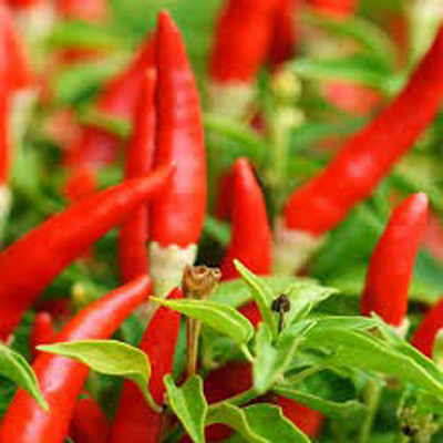 SREE Mixed CW44 CHILLI MIRCHI HYBRID SEED,chilli seeds Seed(250 per packet)
