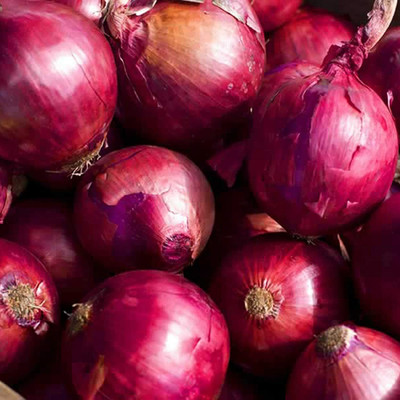 CYBEXIS Giant Red Onion Sweet Spanish Seeds 1000 Seeds Seed(1000 per packet)