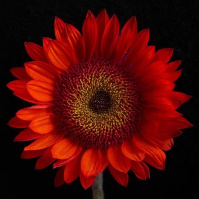Dasstore RED sunflower seed pack of 16 Seed(16 per packet)