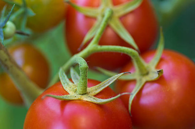 Madhav Pragya Agro tomato Seed(110 per packet)