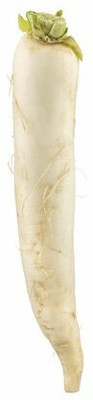 VINTI Radish White Daikon Seed(2000 per packet)