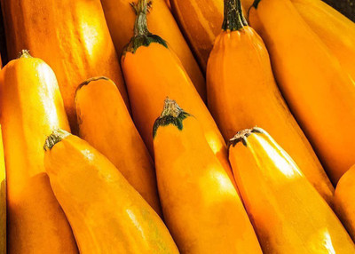 CYBEXIS VXI-53 - Golden Zucchini Summer Squash - (225 Seeds) Seed(225 per packet)