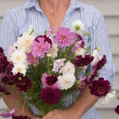 CYBEXIS Double Click Mix Cosmos Seeds (Cosmos bipinnatus) Seed(25 per packet)