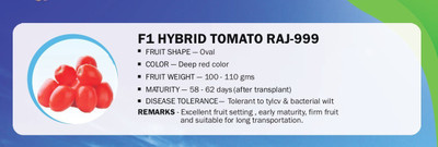 CYBEXIS F1 HYBRID TOMATO RAJ-999(1000 Seeds) Seed(1000 per packet)