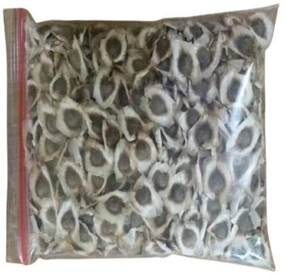 CYBEXIS VVI-4 - Tree of Life - The Moringa Tree - (1350 Seeds) Seed(1350 per packet)