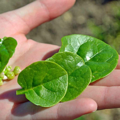 CYBEXIS XLR-40 - Malabar Spinach - (2250 Seeds) Seed(2250 per packet)