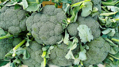 ActrovaX Broccoli Bulk Pack [1000 Seeds] Seed(1000 per packet)