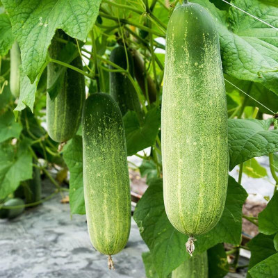 DEYS AGRO ™ cucumber seeds f1 hybrid sosa Seed(59 per packet)