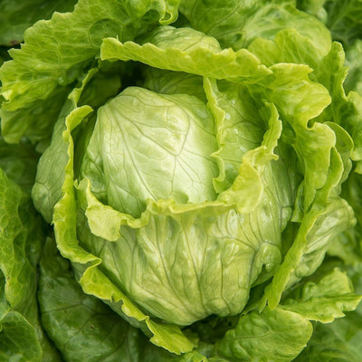 Qualtivate HUA-9A Crisphead Iceberg Lettuce Seeds Seed(300 per packet)