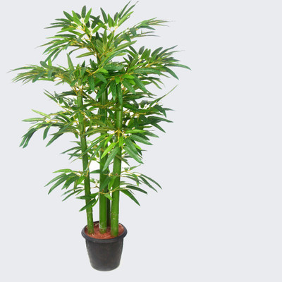 Pbevergreen Bamboo Plant Seed(60 per packet)