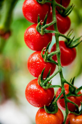 Easygrow tomato Seed(120 per packet)