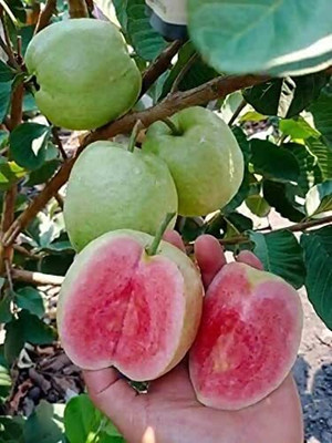 DROXTY GUAVA Seed(60 per packet)