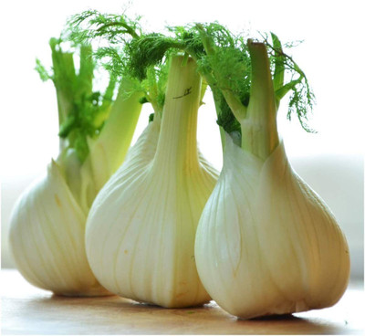 CYBEXIS GBPUT-95 - Florence Fennel (Finnochio) - (750 Seeds) Seed(750 per packet)