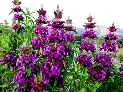 VibeX HUA-31 - Lemon Bee Balm (Monarda citriodora) - (750 Seeds) Seed(750 per packet)
