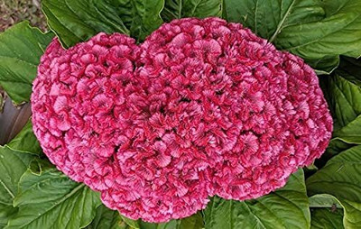 Lorvox Cockscomb Seed(110 per packet)