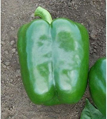 Biosnyg Redstart Hybrid Capsicum Seeds-200 Seeds/1gm Seed(200 per packet)
