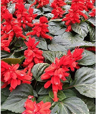 Avysa Salvia Vista Red Salvia Seed(100 per packet)