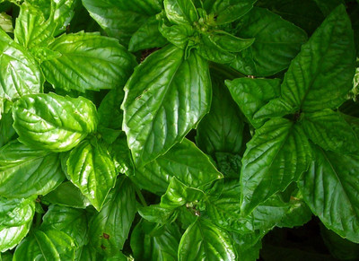 Qualtivate PAU-4 Bolloso Napoletano Basil Seed(1000 per packet)