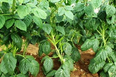XOLDAA CLUSTER BEANS SEEDS Seed(31 per packet)