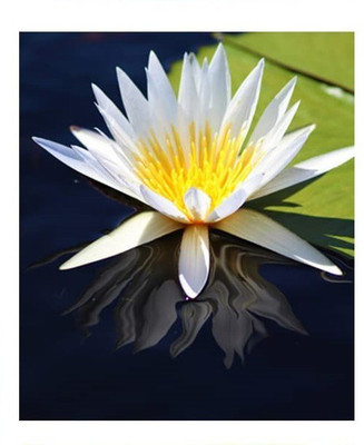 CYBEXIS VXI-87 - Mixed Lotus - (270 Seeds) Seed(270 per packet)