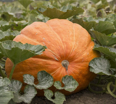 Qualtivate GBPT-4A Atlantic Giant Pumpkin Seeds Seed(50 per packet)