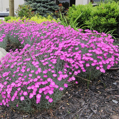 Lorvox Carnation - Giant Double Chabaud Mix Seed(20 per packet)